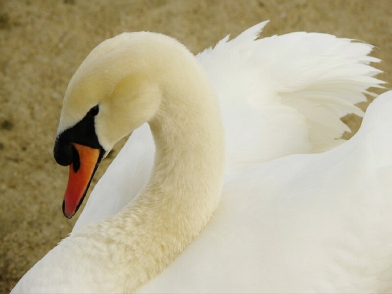 White Swan — Calm