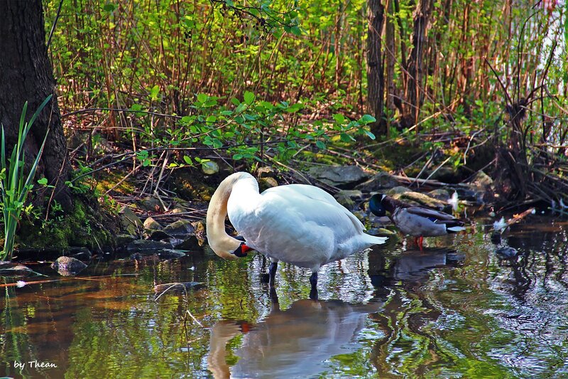 White Swan Drinking — Green