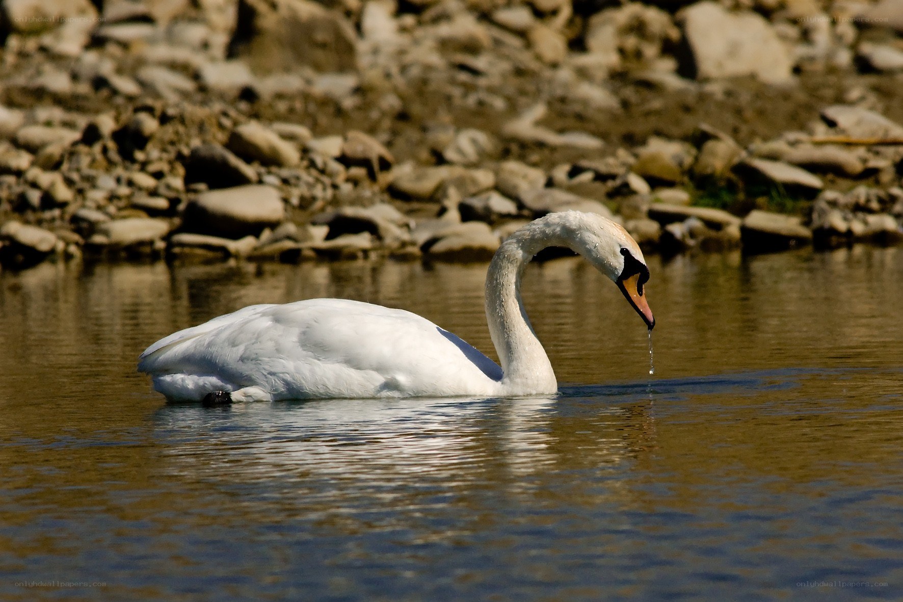 White swan drinking water