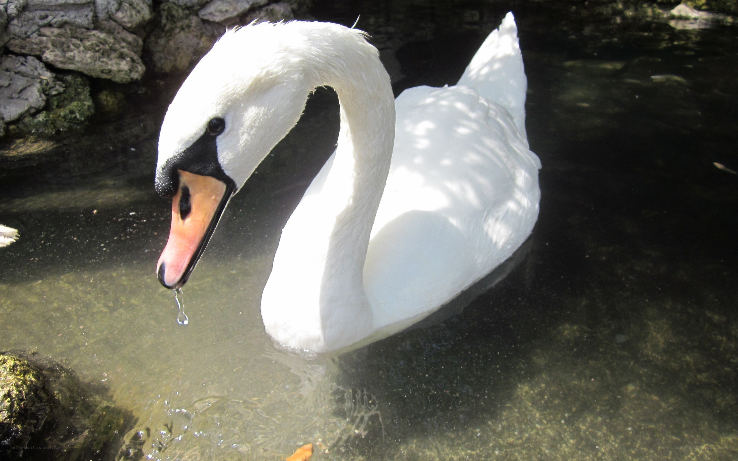 white swan drinking water
