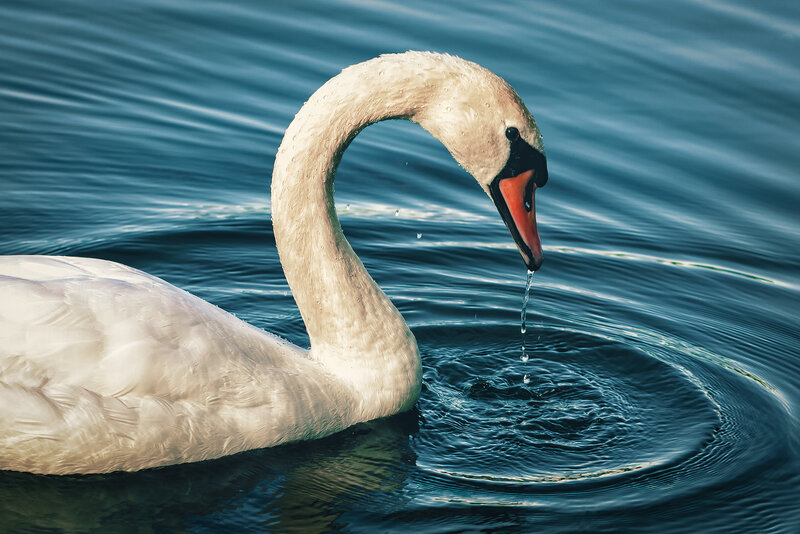 White Swan Drinking Water — Blue, Serene