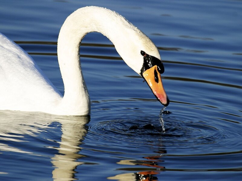 White Swan Drinking Water — Blue