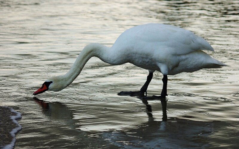 White Swan Drinking Water — Calm