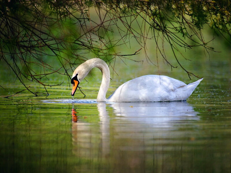 White Swan Drinking Water — Green