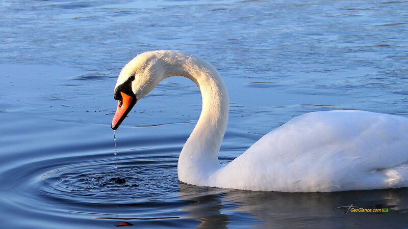 White Swan Drinking Water — Serene, Afternoon