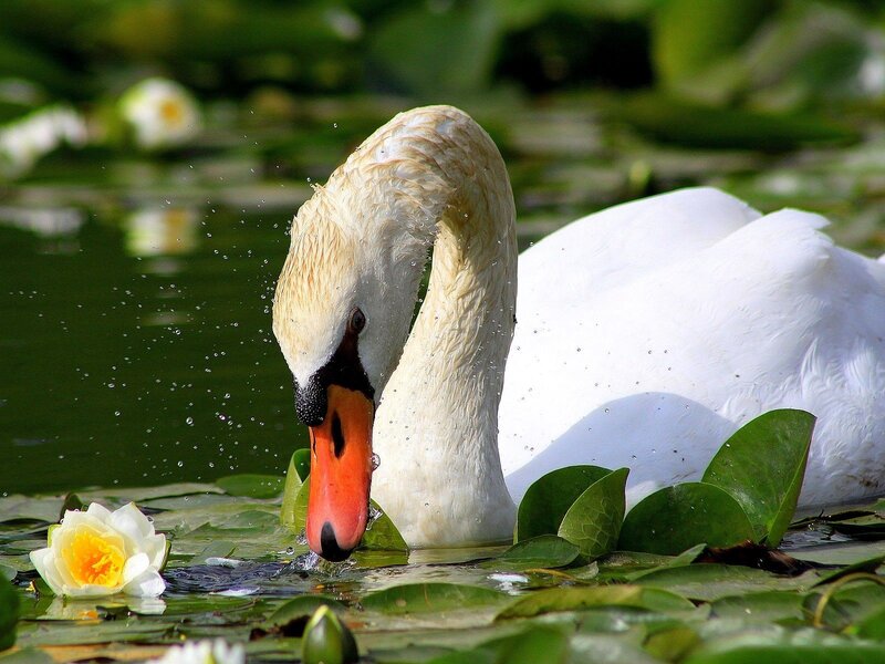 White Swan Drinking Water — Serene