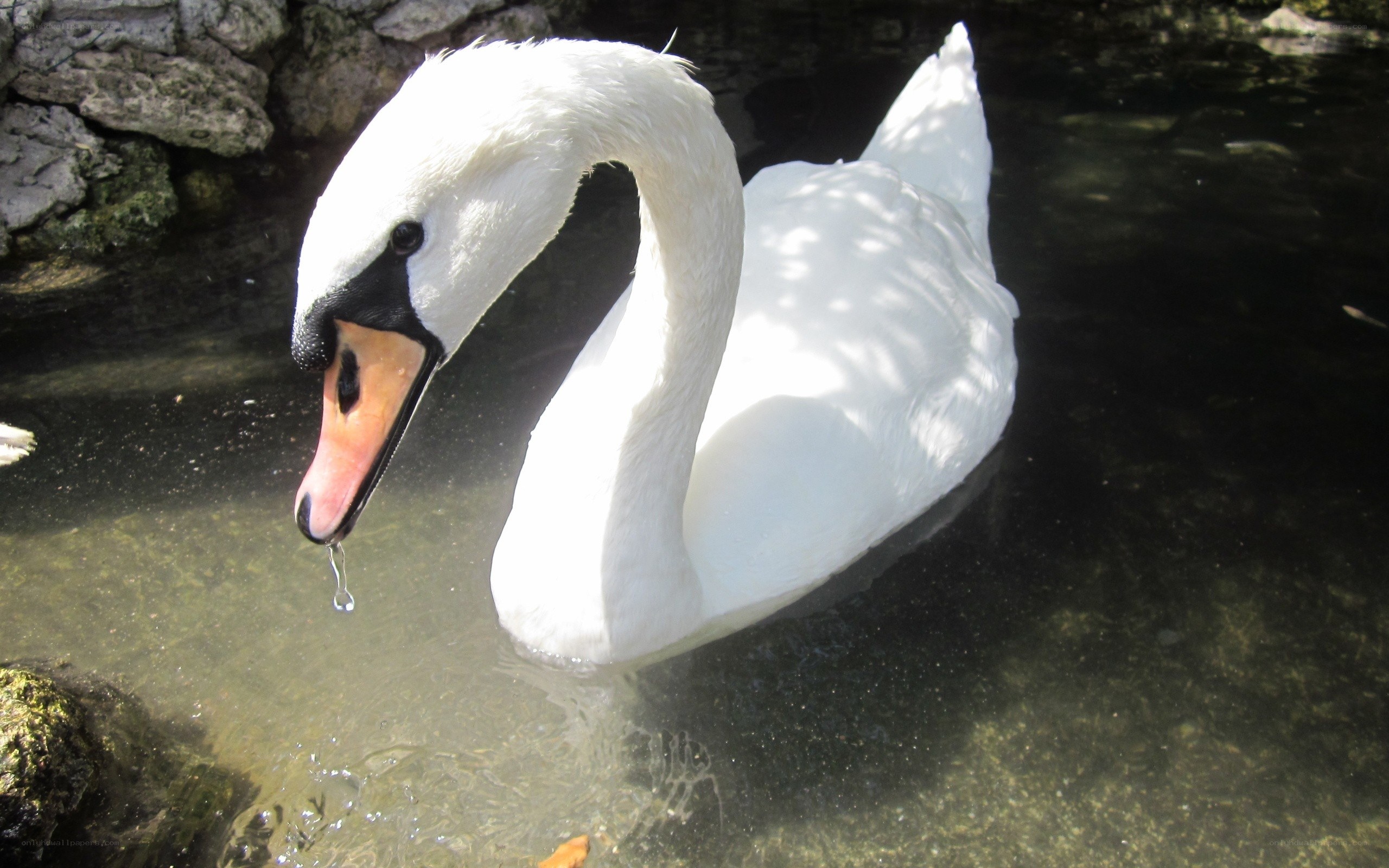White swan drinking water