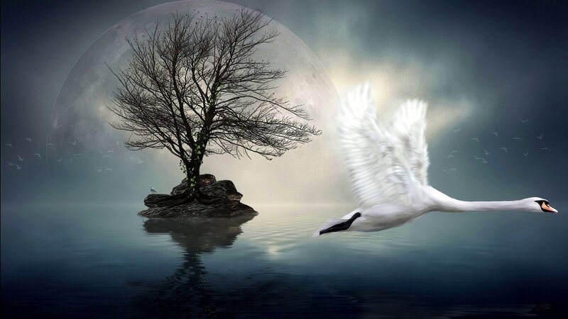 White Swan Flying — Dramatic