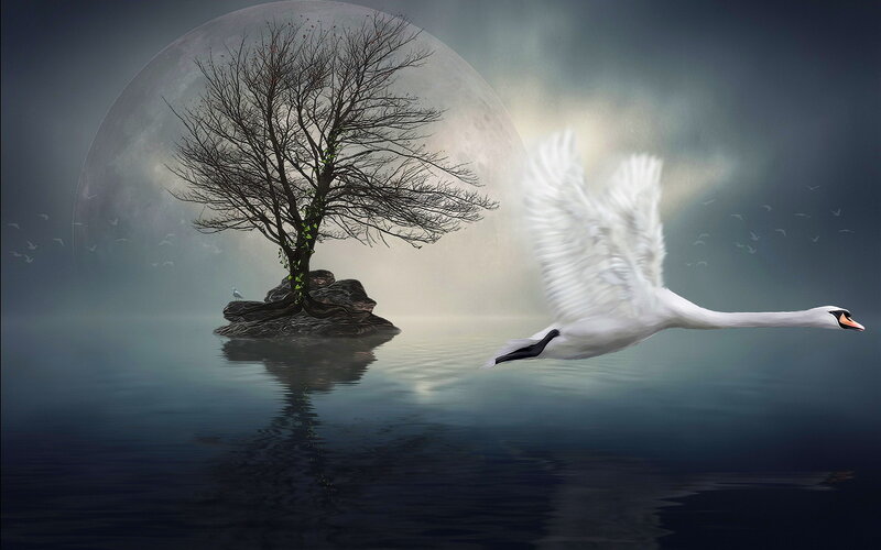 White Swan Flying