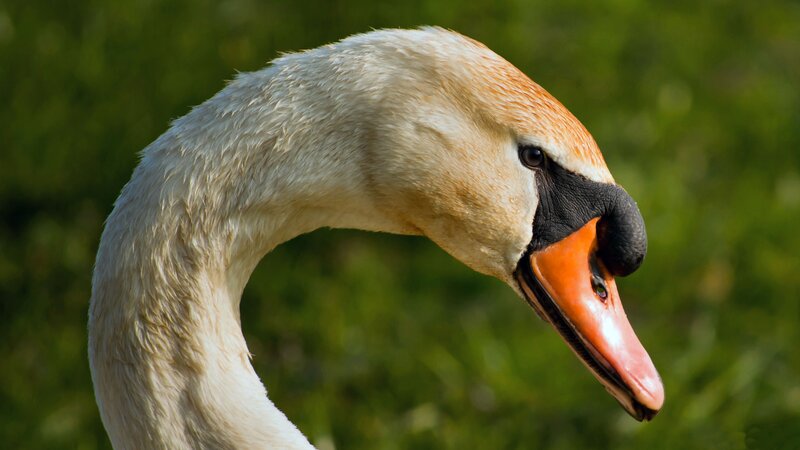 White Swan Head — Calm, Afternoon, Photograph