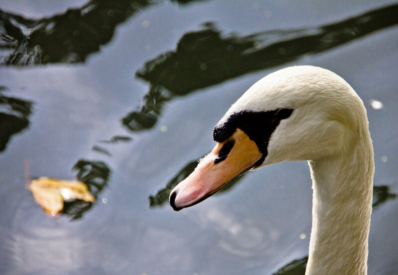 White Swan Head — Calm, Afternoon