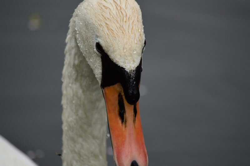 White Swan Head — Calm, Photograph