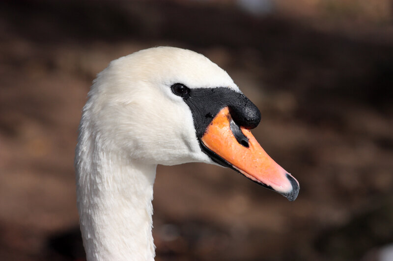 White Swan Head — Calm