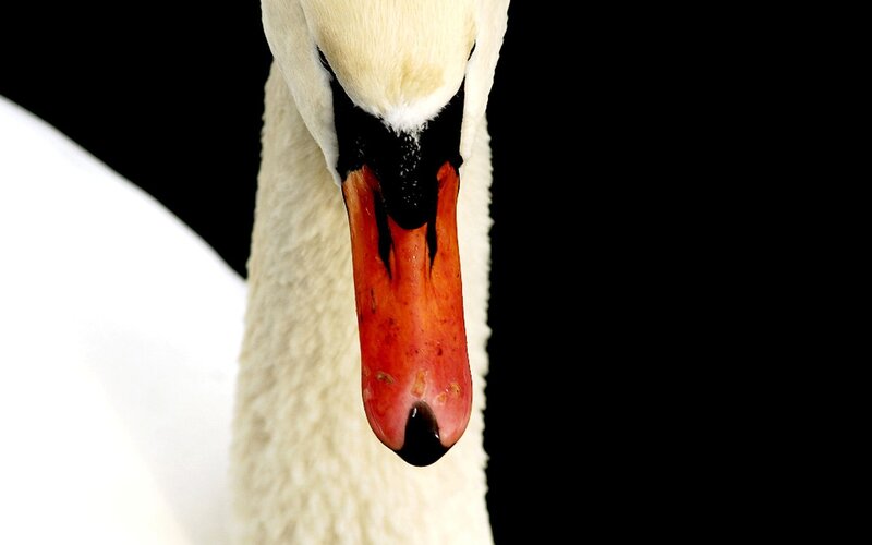 White Swan Head — Dramatic