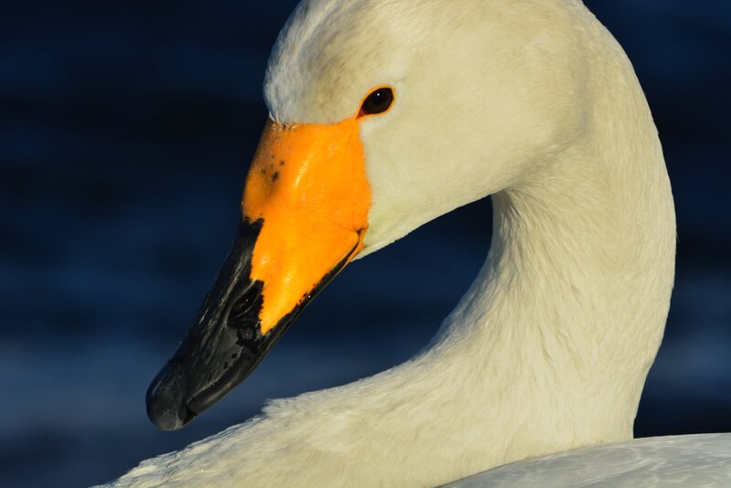 White Swan Head — Serene, Photograph