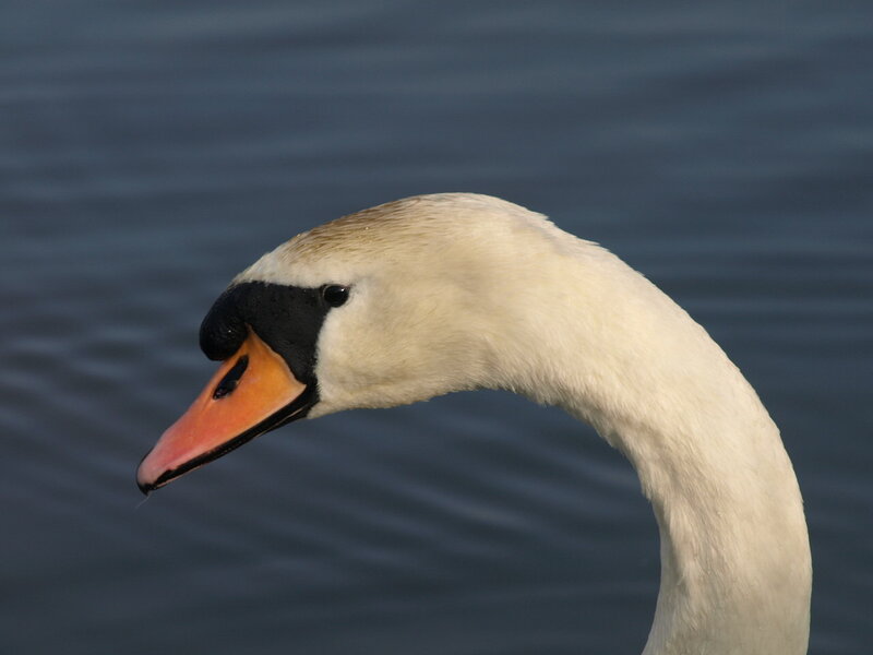 White Swan Head — Serene