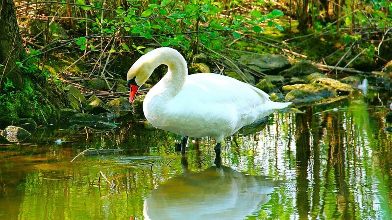 White swan in a forest pond