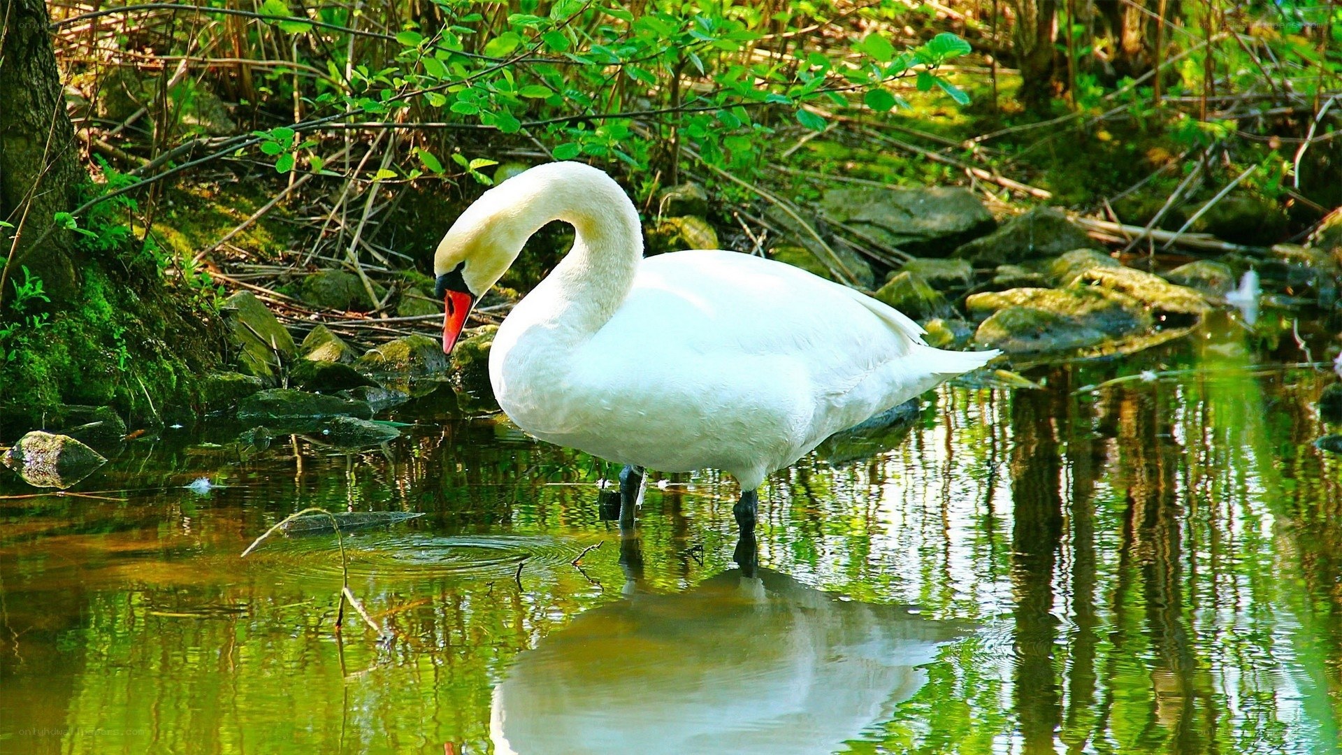 White swan in a forest pond