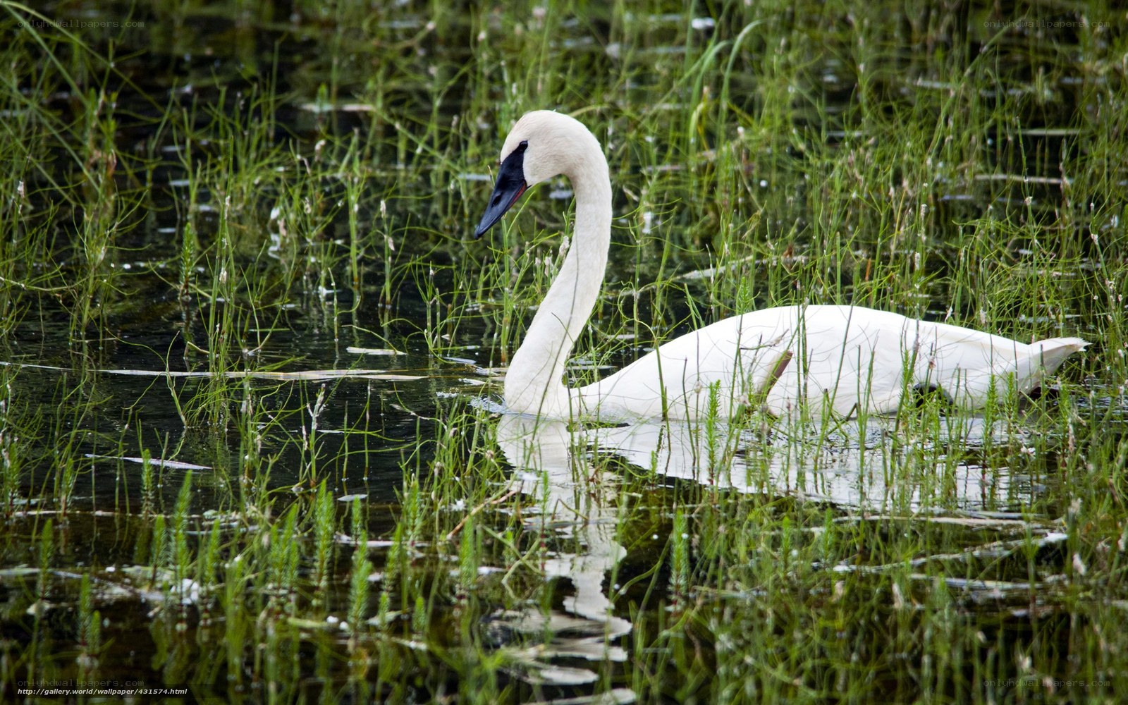 White swan in a marsh