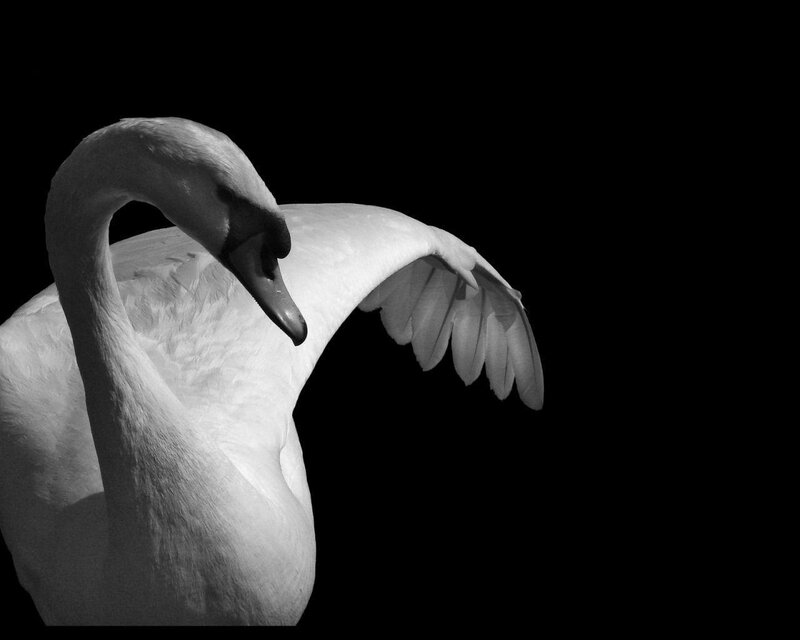 white swan in black and white