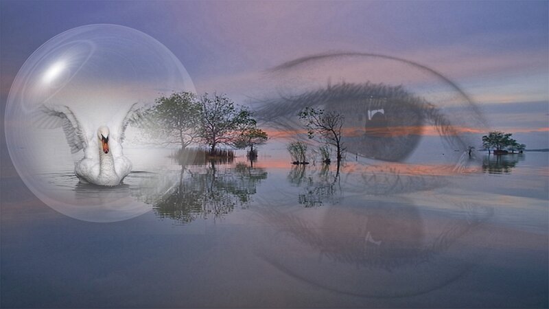 White Swan in Bubble