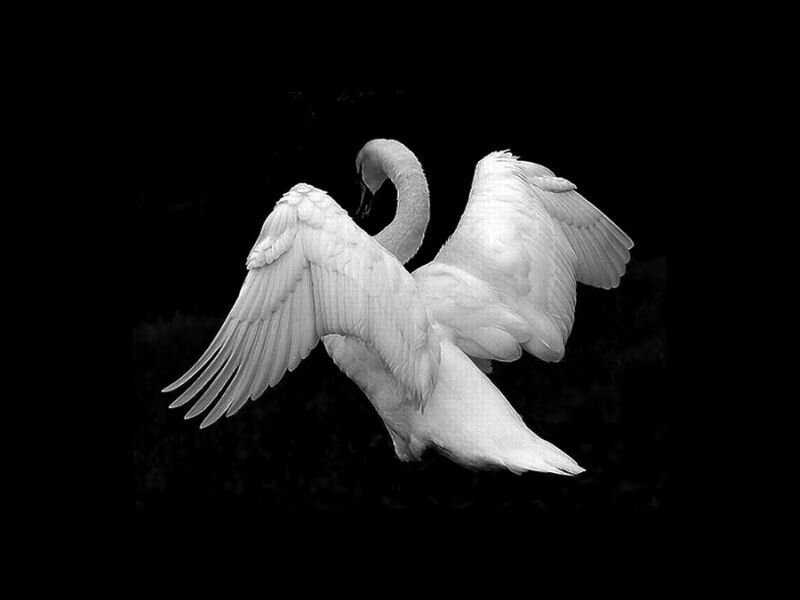 White Swan in Flight — Black