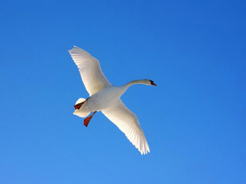White Swan in Flight — Blue, Serene