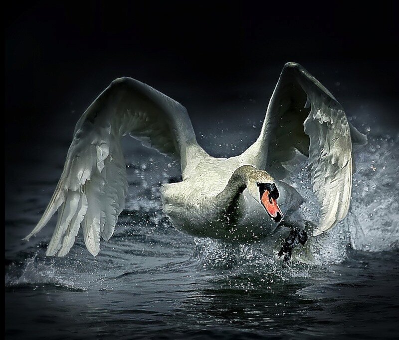 White Swan in Flight — Dramatic, Night