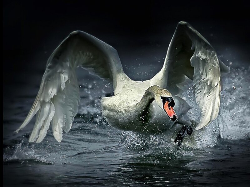 White Swan in Flight — Dramatic