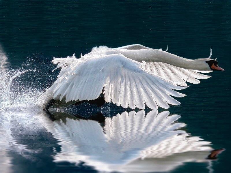 White Swan in Flight — Dynamic, Photograph, Bird