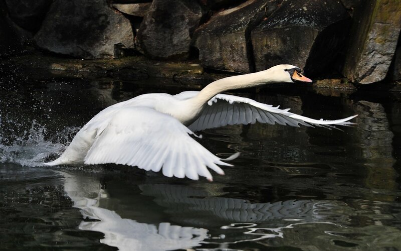 White Swan in Flight — Dynamic, Photograph