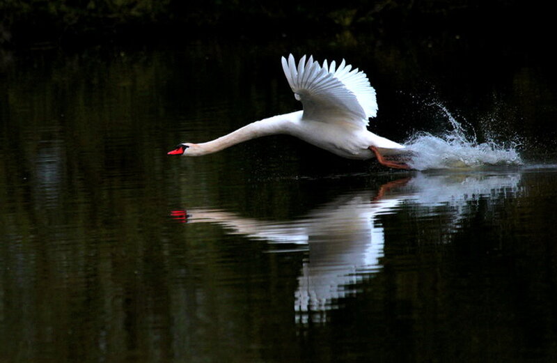 White Swan in Flight — Dynamic, Photograph, Water