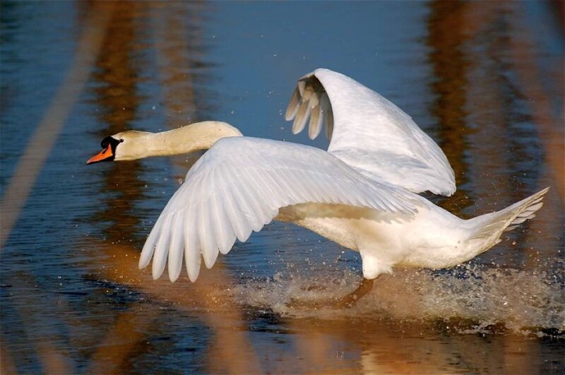 White Swan in Flight — Dynamic