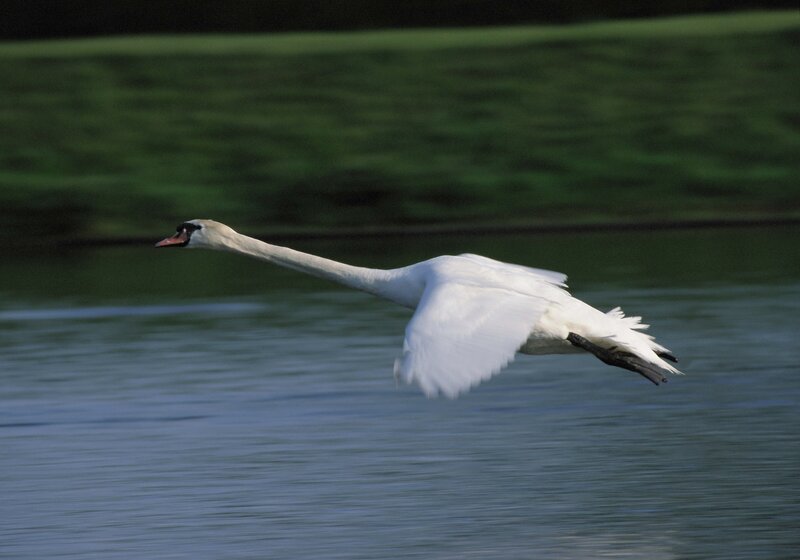 White Swan in Flight — Serene, Afternoon