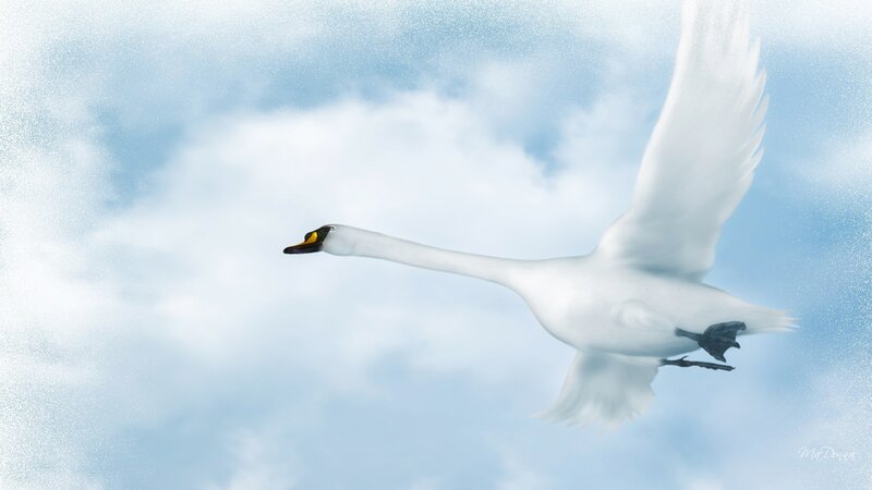 White Swan in Flight — Serene, Digital Art