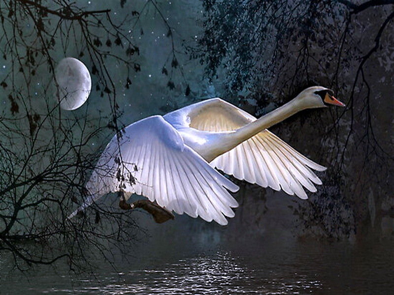 White Swan in Flight — Serene, Night