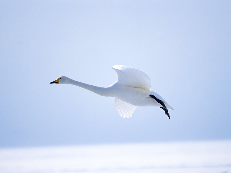 White Swan in Flight — Serene