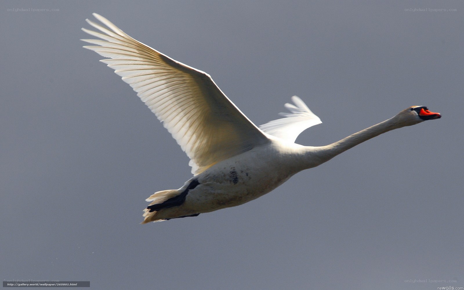 white swan in flight