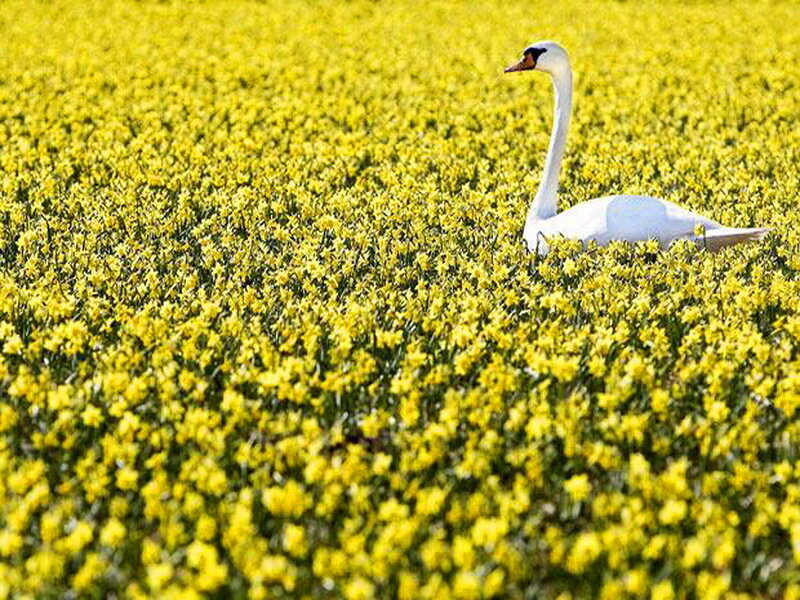White Swan in Flowers