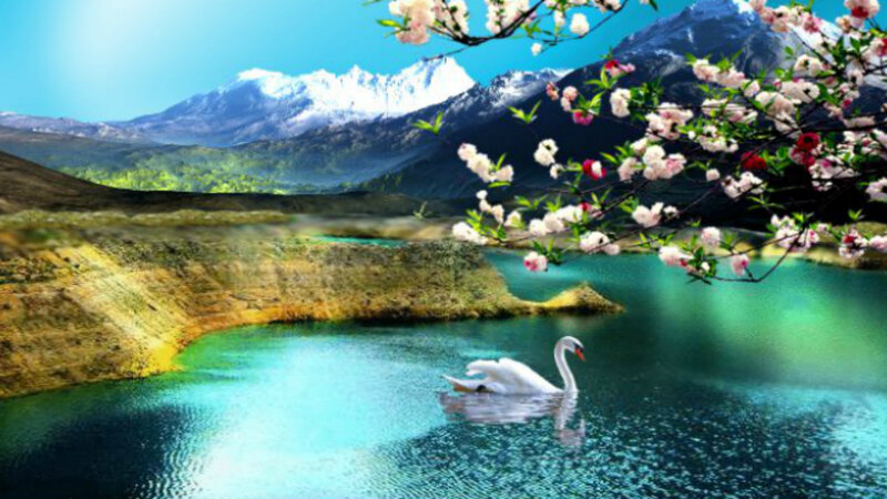 White Swan in Lake — Blue, Serene