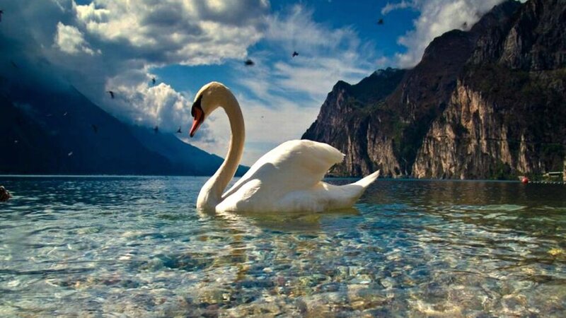 White Swan in Lake — Blue