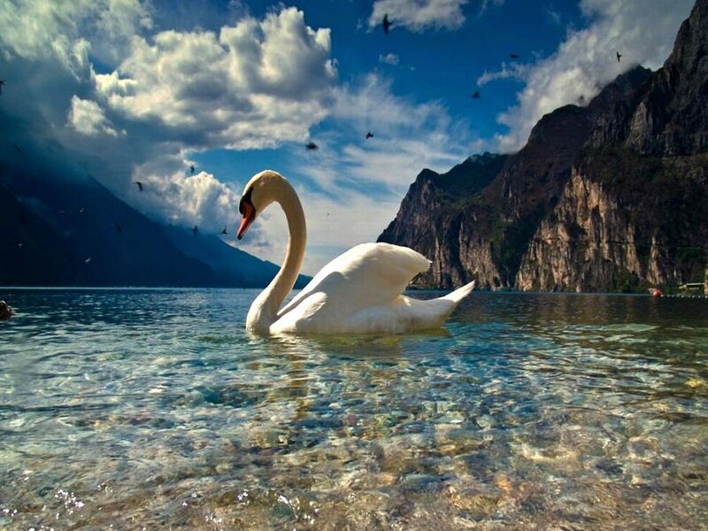 White Swan in Lake
