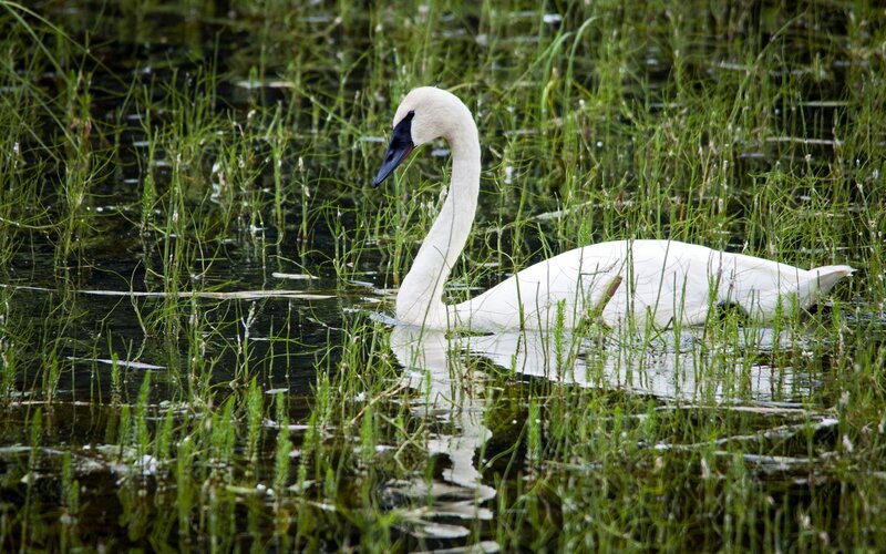 White swan in marsh grass