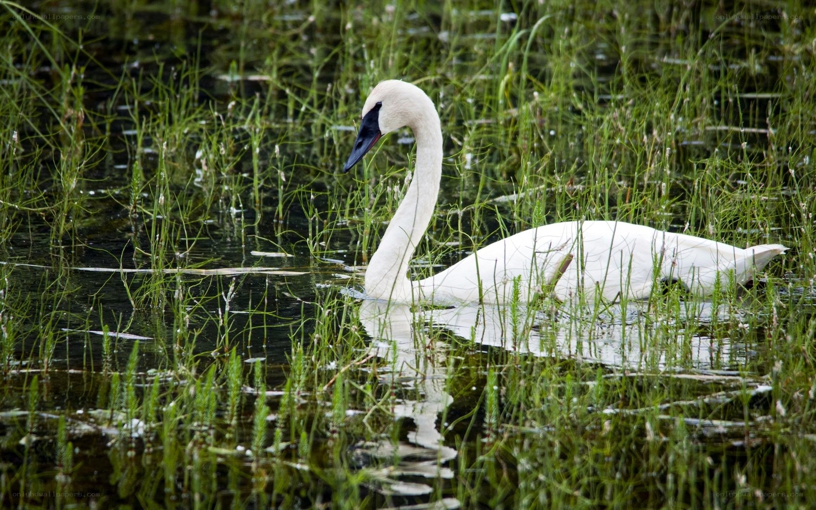 White swan in marsh grass