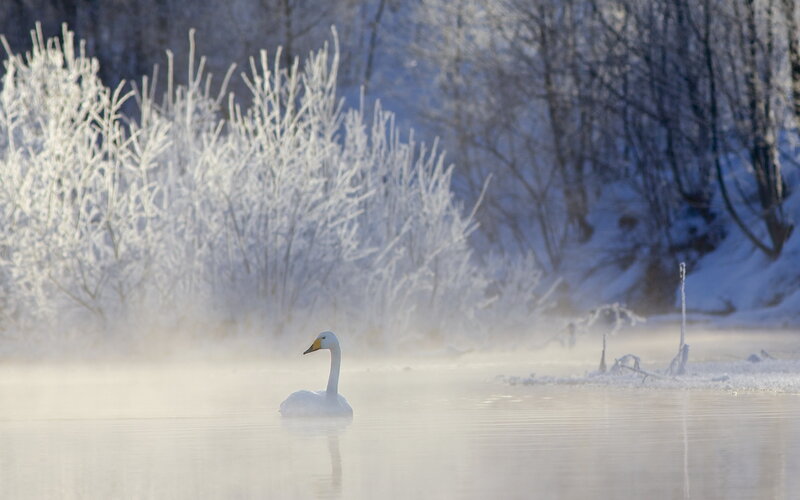 White Swan in Mist