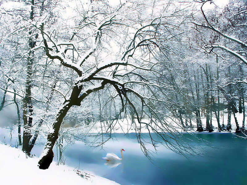 White Swan in Pond — Blue, Serene