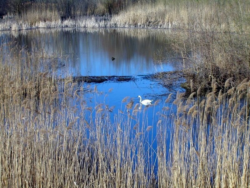 White Swan in Pond — Blue
