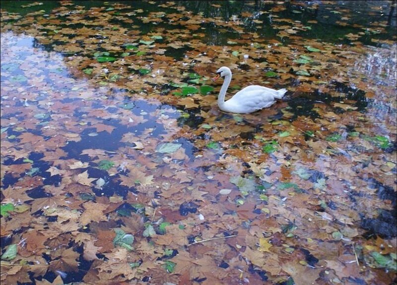 White Swan in Pond — Brown