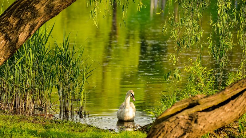 White Swan in Pond — Green, Serene, Afternoon, Photograph