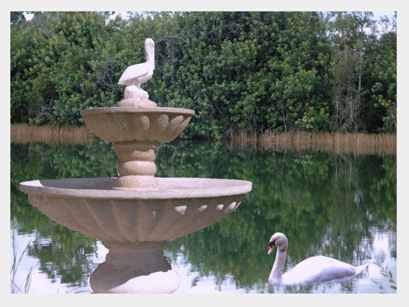 White Swan in Pond — Green, Serene, Afternoon